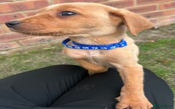 Labrador Retriever dogs for sale: Fox Red Labrador’s  - Image 3