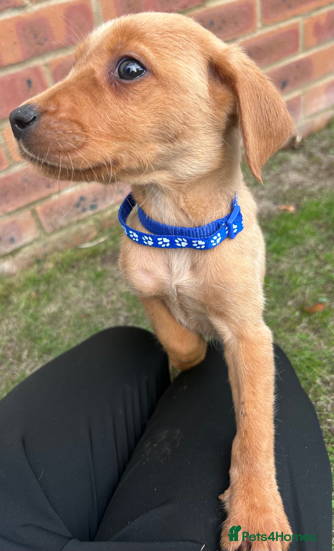 Labrador Retriever dogs for sale: Fox Red Labrador’s  - Image 3