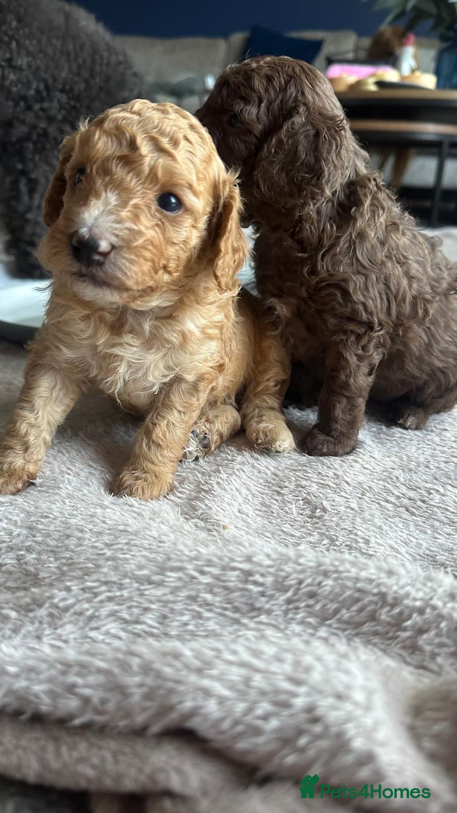 Cockapoo dogs for sale: Beautiful F2B Toy Cockapoo Puppies Ready 1st July  - Advert 6
