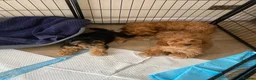 Cockapoo dogs for sale: Cockerpoo puppy  in Slough - Advert 3