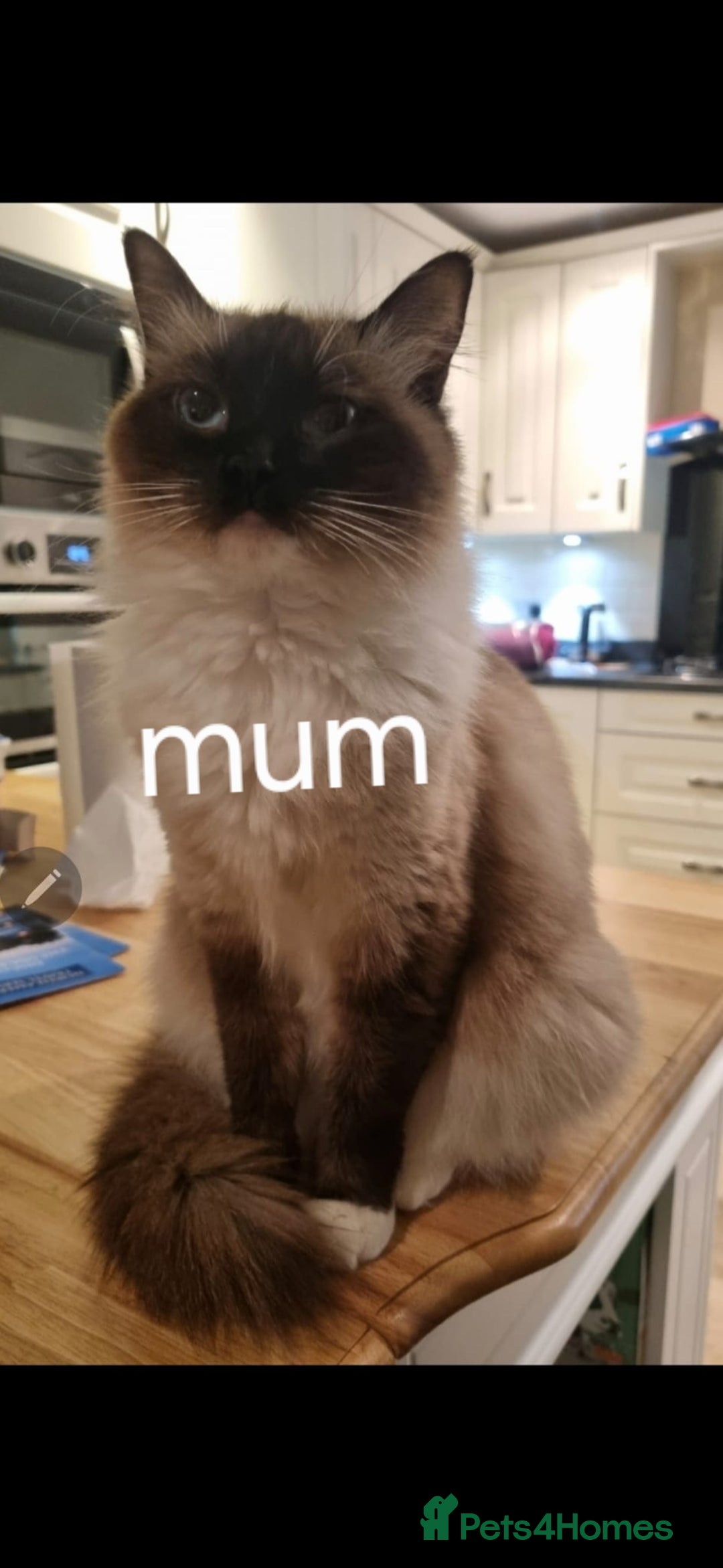 Ragdoll cats for sale: Pure Ragdoll Kittens  - Advert 13