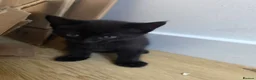 Mixed Breed cats for sale: Two black male kittens for sale  - Advert 6