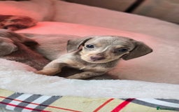 Miniature Dachshund dogs for sale: Mini dachahunds for sale  - Image 2