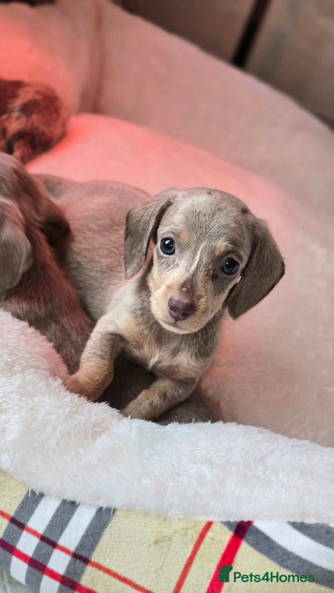 Miniature Dachshund dogs for sale: Mini dachahunds for sale  - Image 2