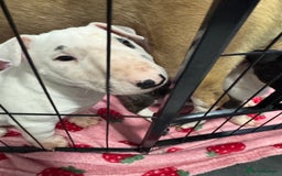 English Bull Terrier dogs for sale: Gorgeous English BullTerrier - Advert 8