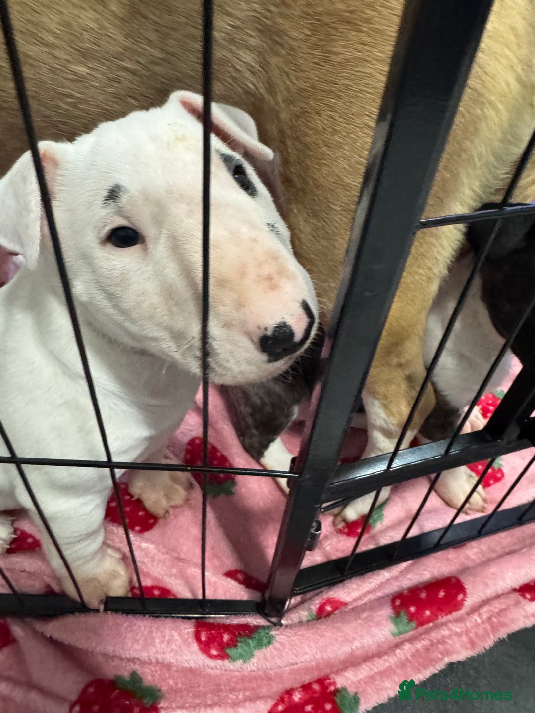 English Bull Terrier dogs for sale: Gorgeous English BullTerrier - Advert 8