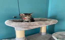 Ragdoll cats for sale: Ragdoll Cross Kittens – £300 each - Image 13