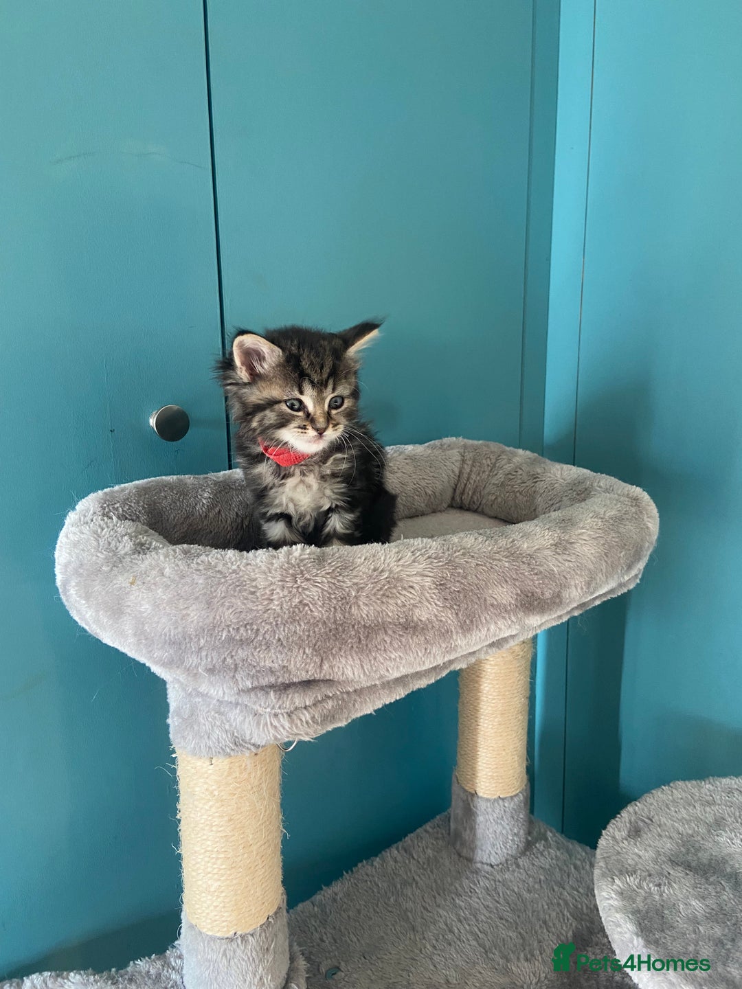 Ragdoll cats for sale: Ragdoll Cross Kittens – £300 each - Image 13