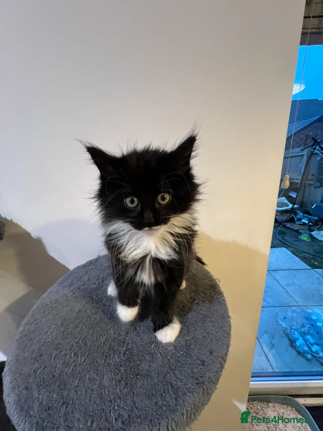 Mixed Breed cats for sale: kittens ready for a new home. - Advert 14