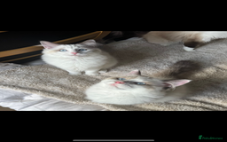 Ragdoll cats for sale: Ragdoll boy - Image 5