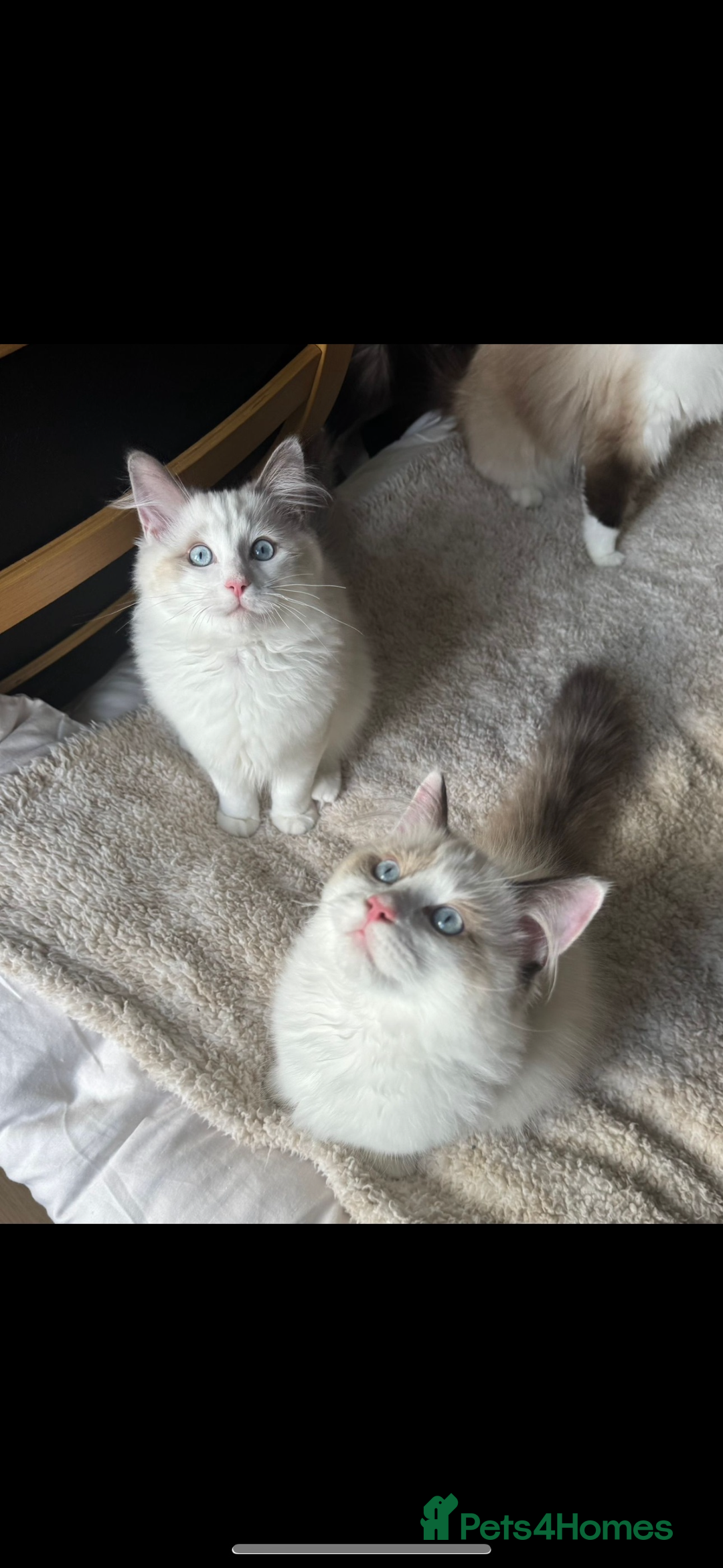 Ragdoll cats for sale: Ragdoll boy - Image 5