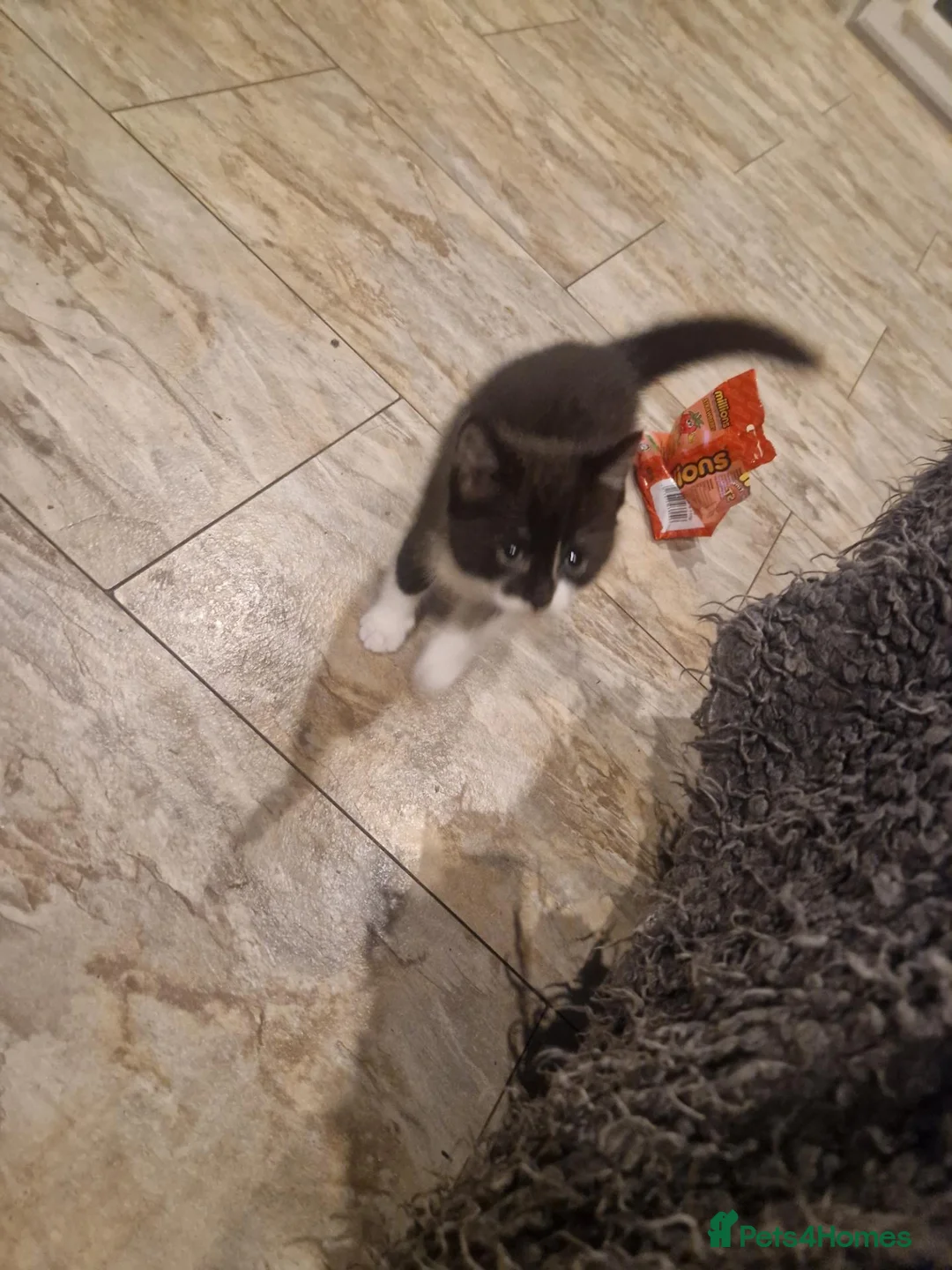 Mixed Breed cats for sale: 2 beautiful little kittens - Advert 6