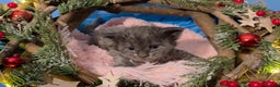 Maine Coon cats for sale: One beautiful tica female maine coon kitten left - Advert 12