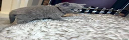 British Shorthair cats for sale: British shorthair kittens  - Advert 28