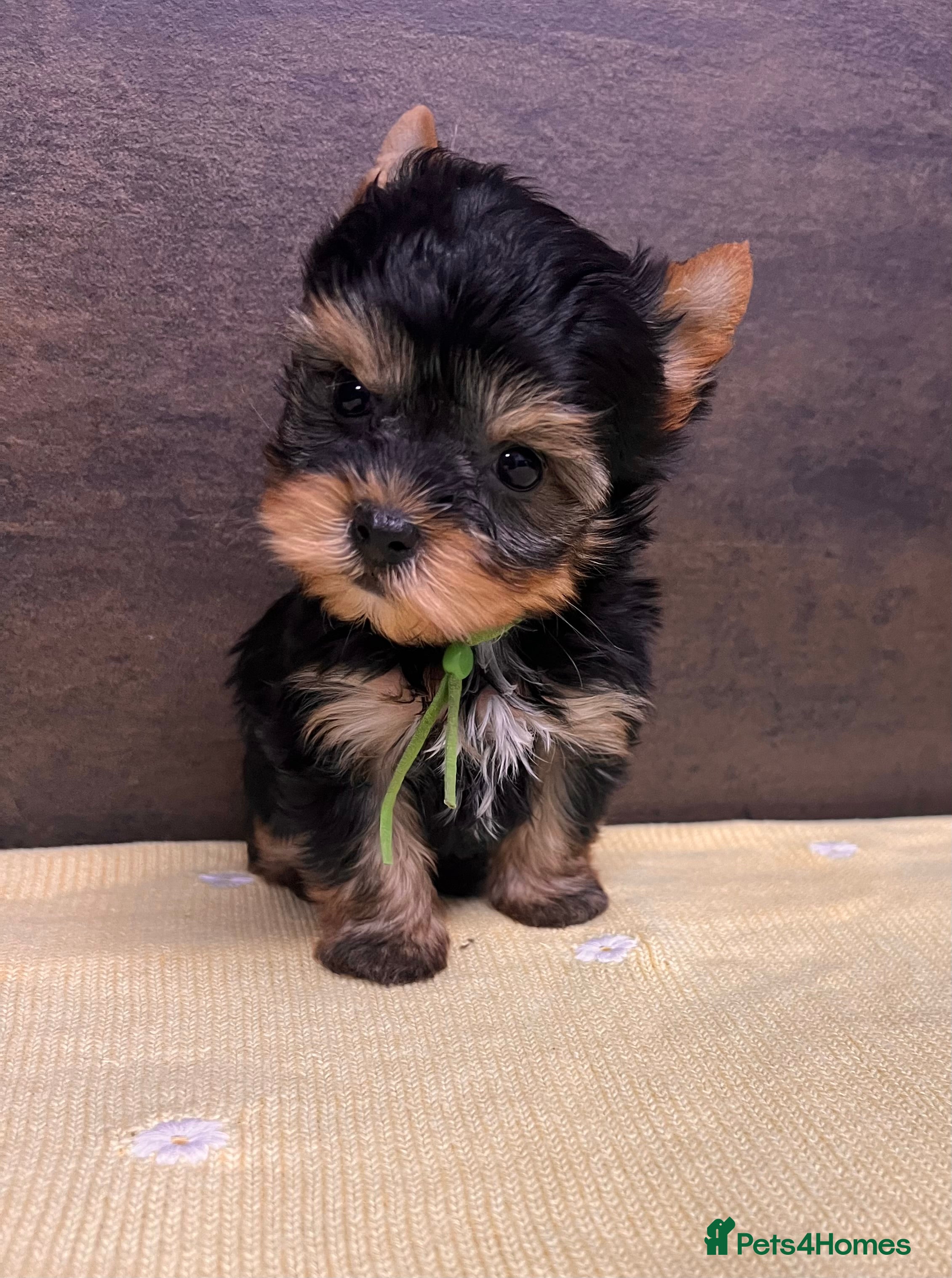 Yorkshire Terrier dogs ❣️Miniature Yorkshire Terriers Only 1 boy avitable - Advert 1