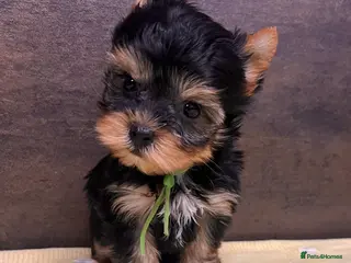 Yorkshire Terrier dogs ❣️Miniature Yorkshire Terriers Only 1 boy avitable - Advert 1