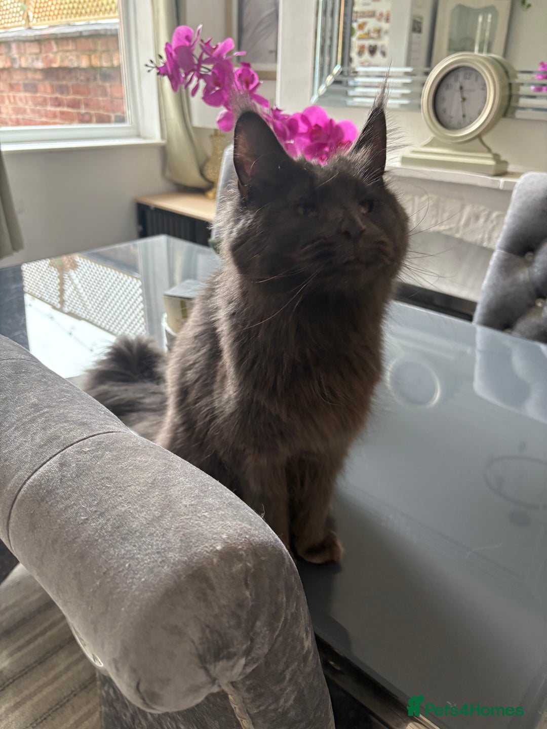 Maine Coon cats for sale: Maine Coon Kittens - Image 10