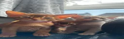 Abyssinian cats for sale: Abyssinian kittens  - Advert 13