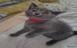 British Shorthair cats for sale: British Blue shorthair kittens £400 - Image 17