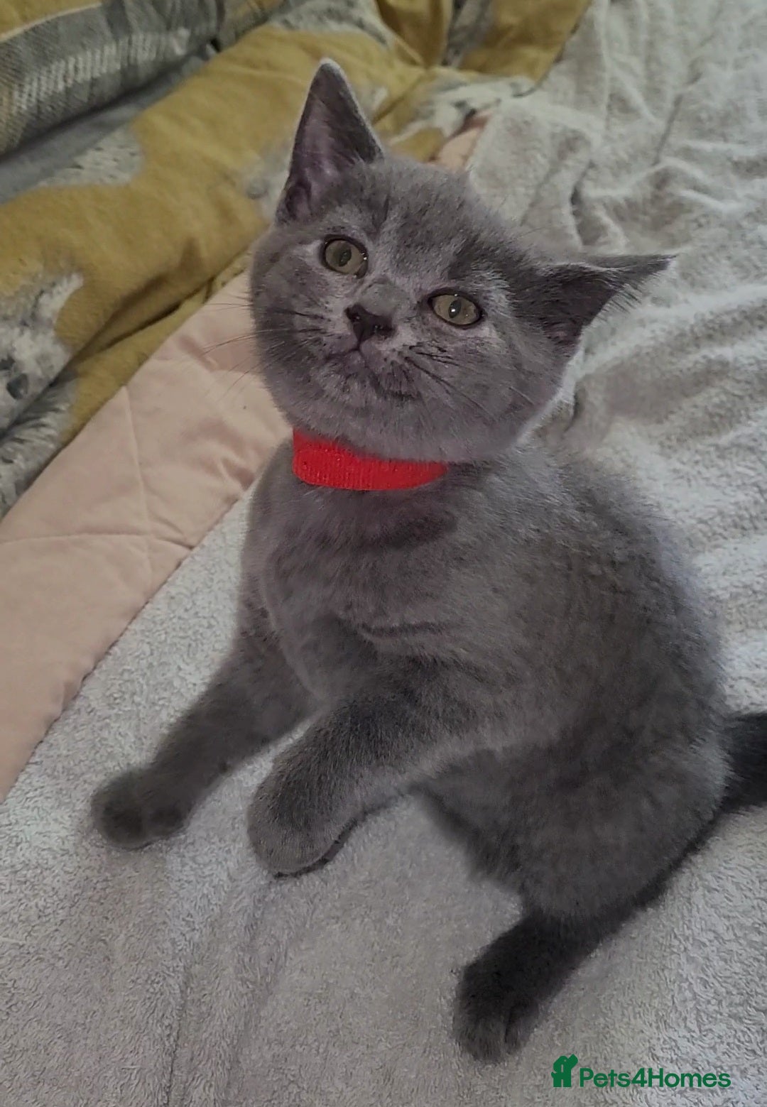 British Shorthair cats for sale: British Blue shorthair kittens £400 - Image 17