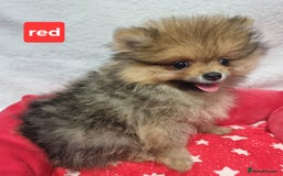 Pomeranian dogs for sale: Pomeranian Puppy 5   (RED)  - Pomeranian  - Image 26