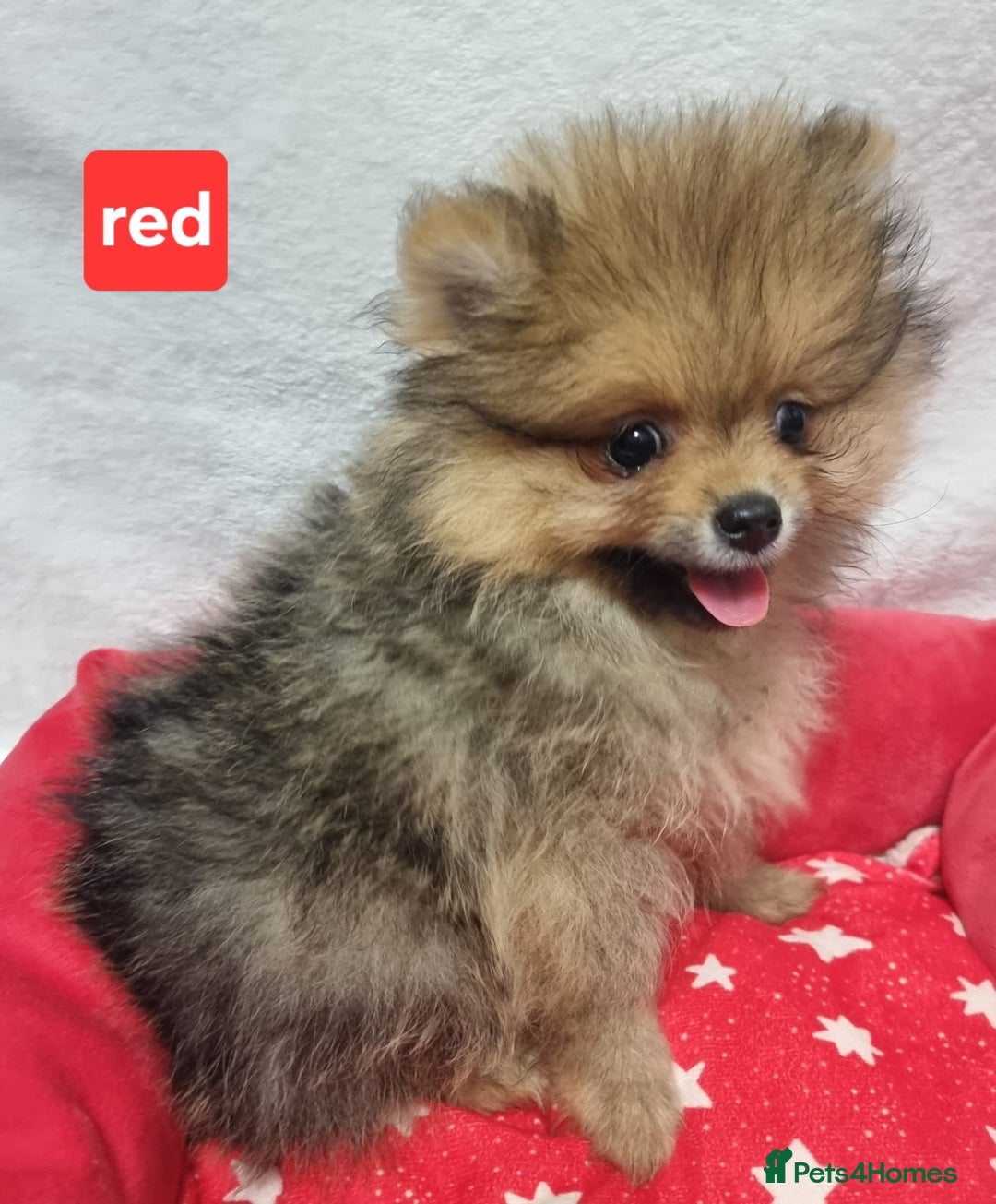 Pomeranian dogs for sale: Pomeranian Puppy 5   (RED)  - Pomeranian  - Image 26