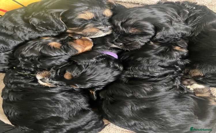 Cavapoo dogs - Advert 11
