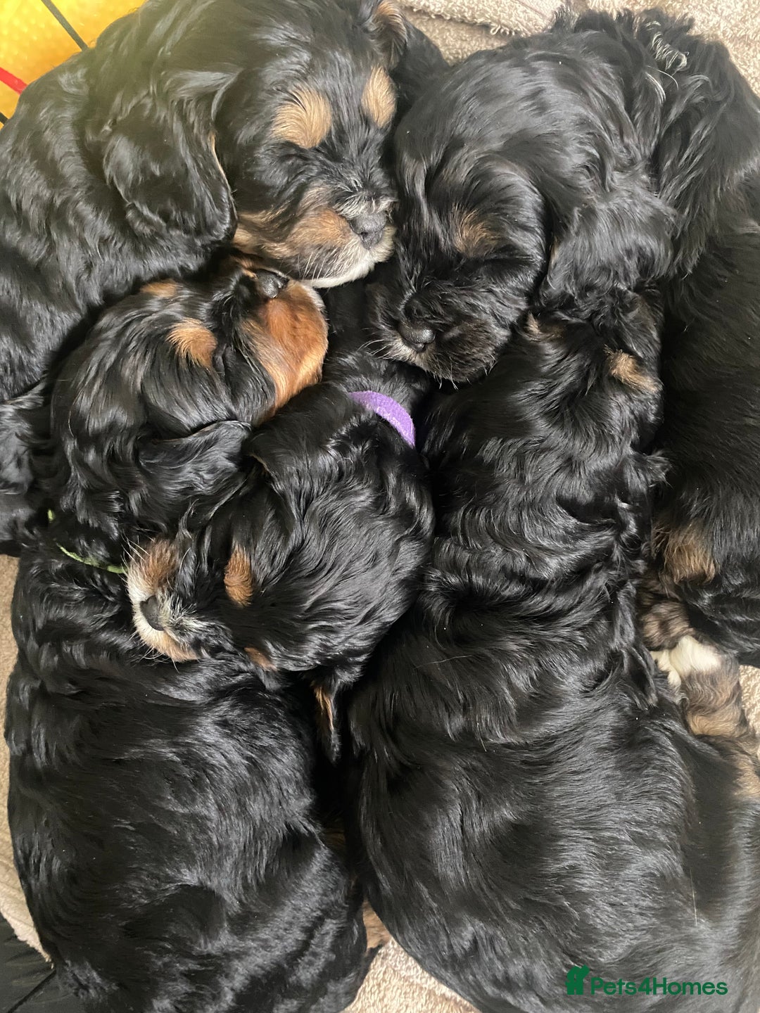 Cavapoo dogs for sale: Beautiful F1 cavapoos phantom 3 girls left 💜💖❤️ - Image 11