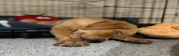 Labrador Retriever dogs for sale: Dark fox red Labrador Retriever Puppies For Sale  in Corwen - Advert 12