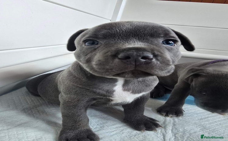 Staffordshire Bull Terrier dogs - Advert 1