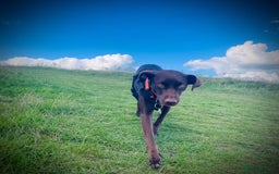 Mixed Breed dogs for adoption: Poppi chocolate Lab cross pointer - Advert 6