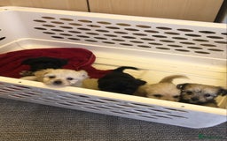 Jackapoo dogs for sale: 6 beautiful jackapoo pups - Image 25