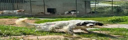 English Setter dogs for adoption: Nax   - Advert 2