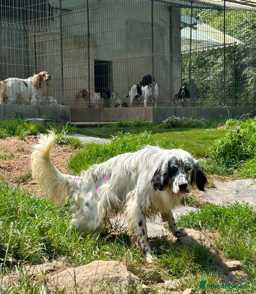 English Setter dogs for adoption: Nax   - Advert 2
