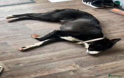 Border Collie dogs for sale: Koby the border collie  - Image 2