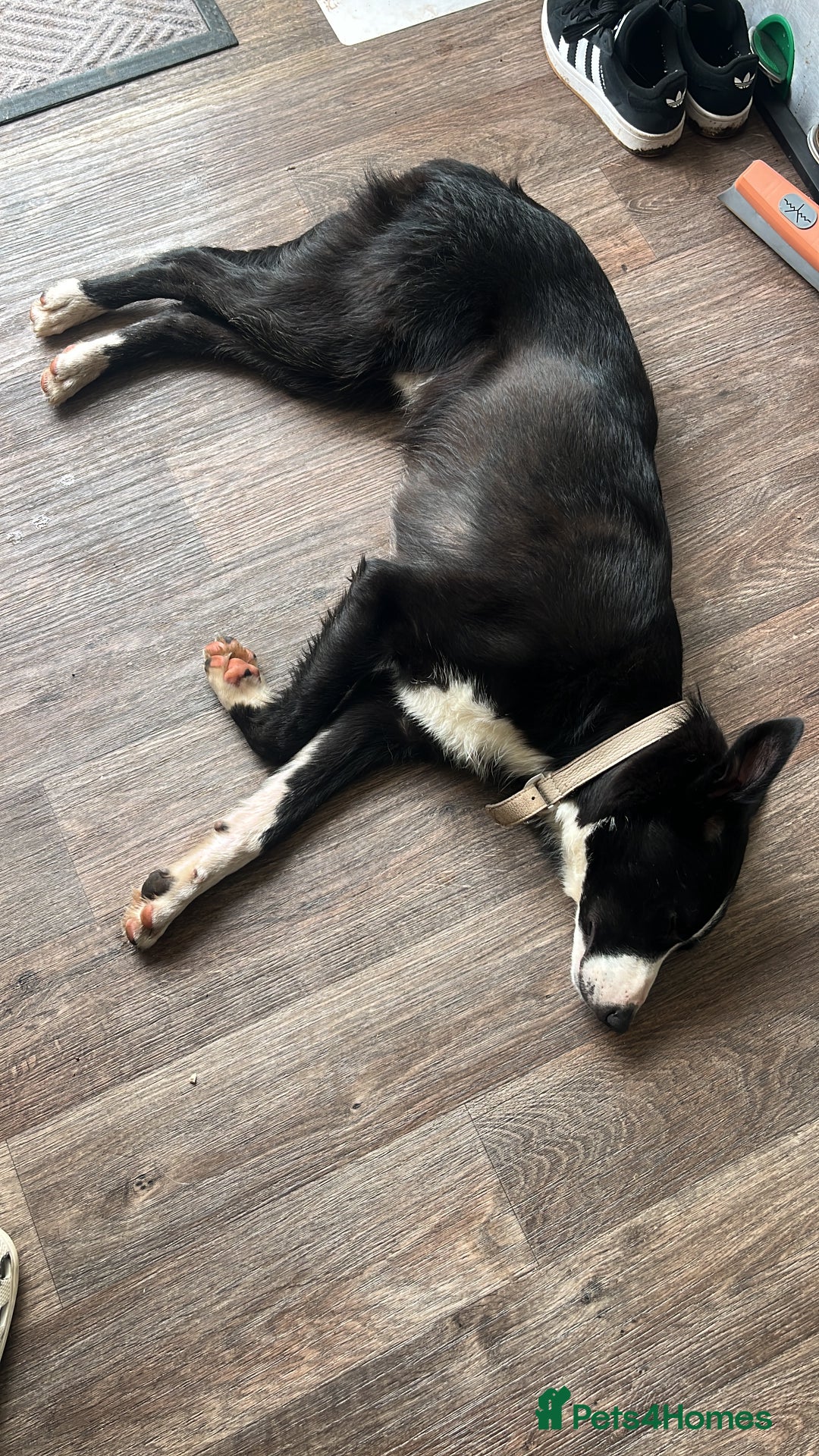 Border Collie dogs for sale: Koby the border collie  - Image 2