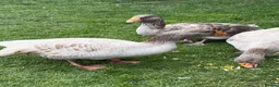 Geese poultry for sale: Russian Tula geese (trio) in Devizes - Advert 2