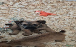 Patterdale Terrier dogs for sale: Patterdale x lakeland pups  - Image 7