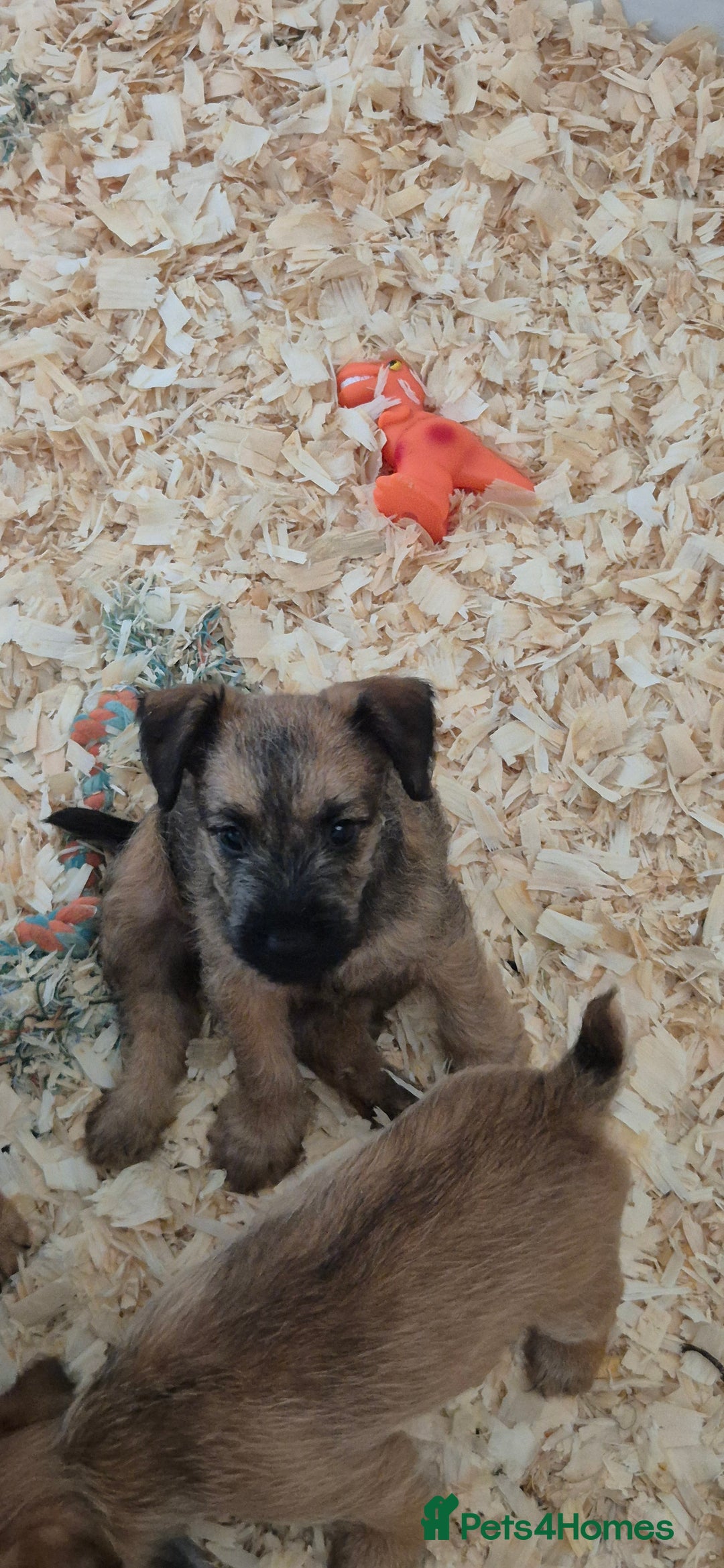 Patterdale Terrier dogs for sale: Patterdale x lakeland pups  - Image 7