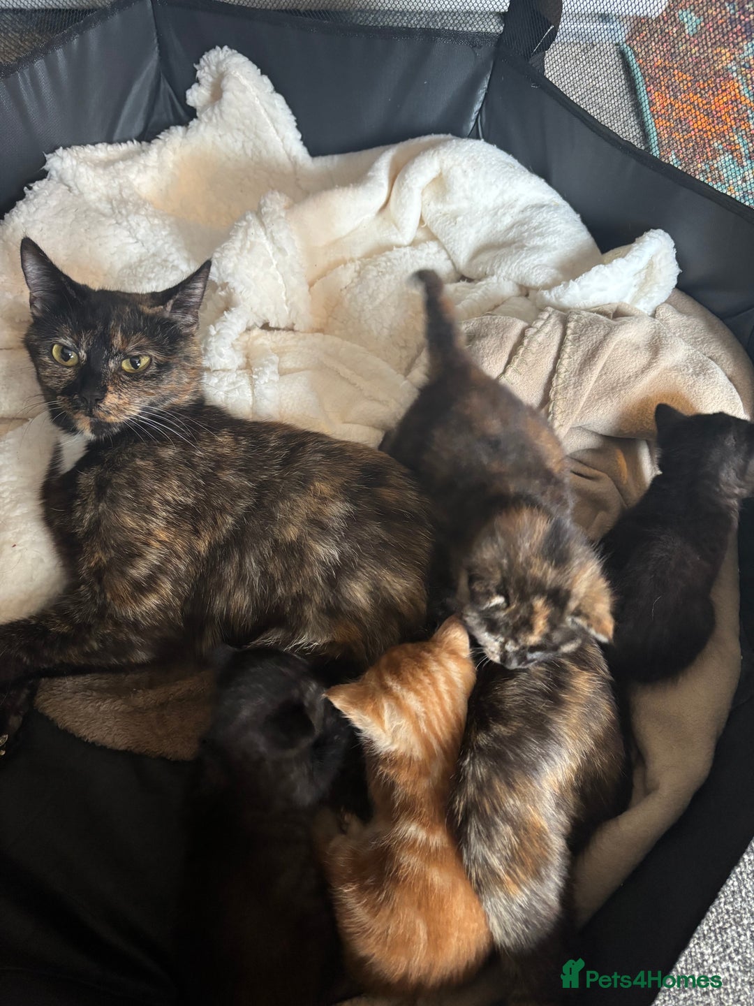 British Shorthair cats for sale: Beautiful kittens READY TO LEAVE SUNDAY - Image 1