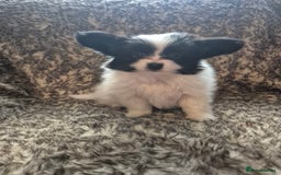 Papillon dogs for sale: Papillion puppys - Image 4