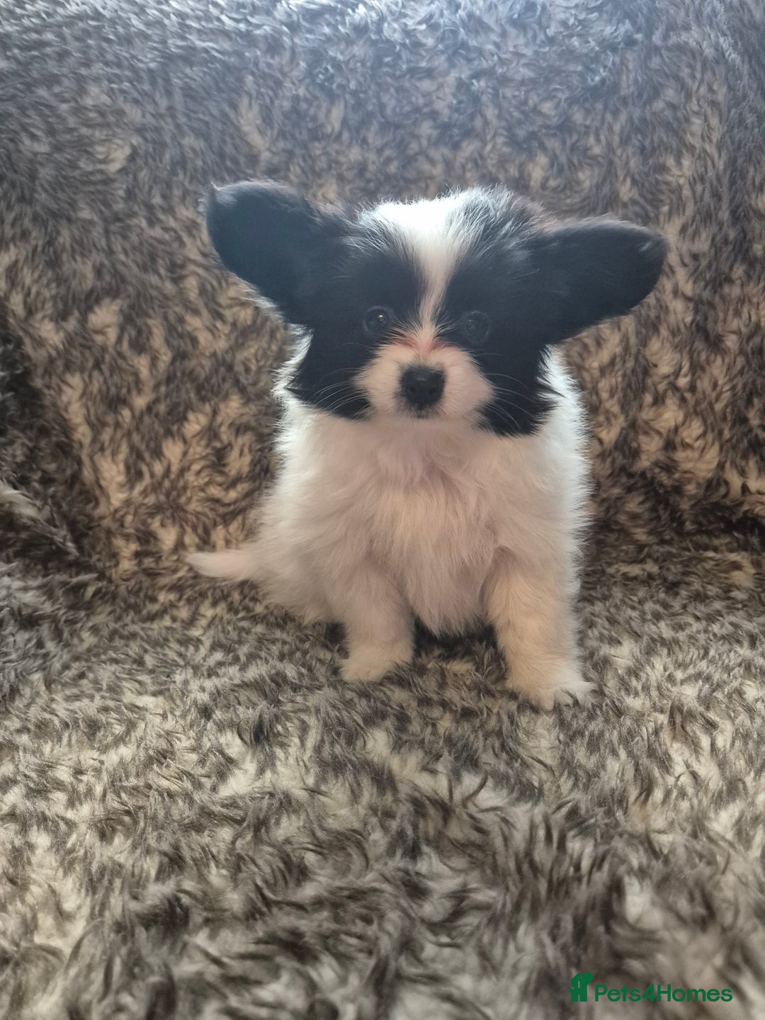 Papillon dogs for sale: Papillion puppys - Image 4