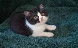 British Shorthair cats for sale: Ready this weekend, super cute BSH kittens - Image 16