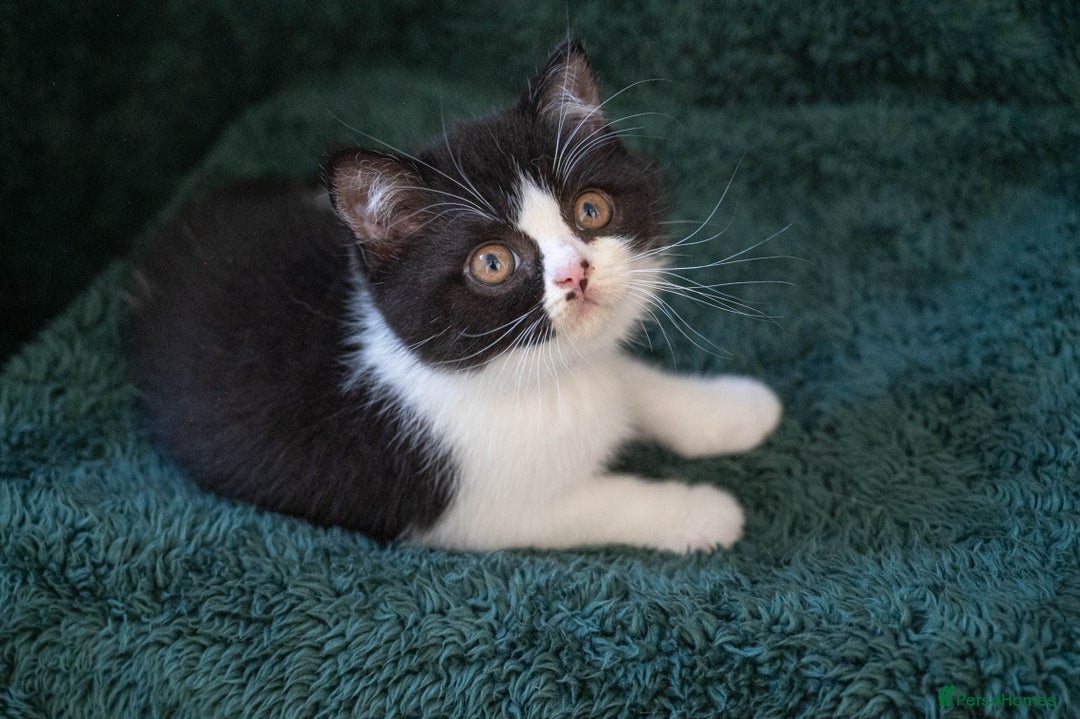 British Shorthair cats for sale: Ready this weekend, super cute BSH kittens - Image 16