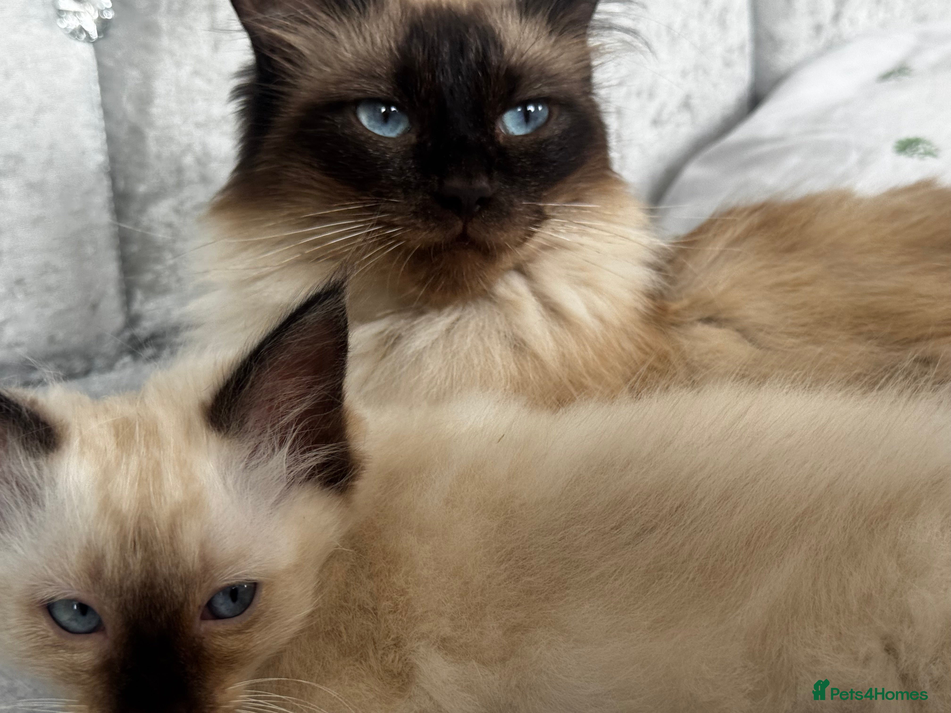 Ragdoll cats Ragdoll kittens - Advert 2