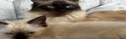 Ragdoll cats for sale: Ragdoll kittens in Bedford - Advert 2