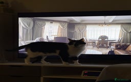 Domestic Shorthair cats for sale: 2 year old boy for sale - Image 5