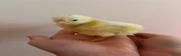 Mixed Breed poultry for sale: Hybrid chicks  in Martock - Advert 4