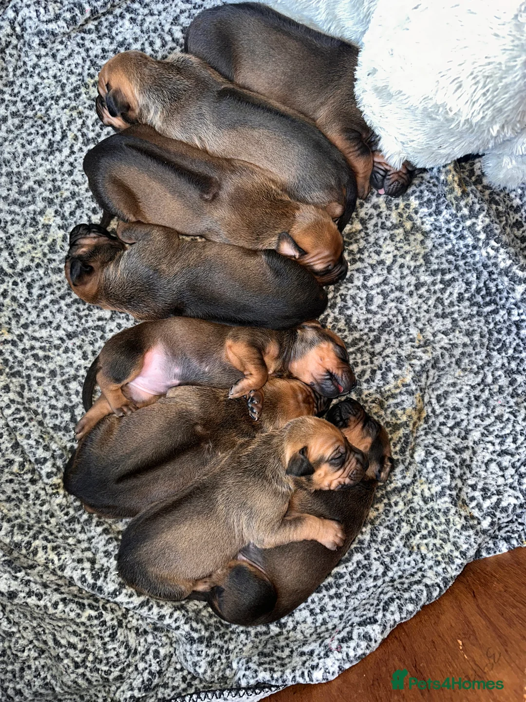 Rhodesian Ridgeback dogs for sale: Rhodesian Ridgeback Puppies KC/Hip/Elb/Health  in King's Lynn - Advert 6