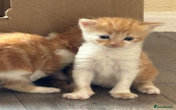 Bengal cats for sale: Kittens for sale  - Image 6